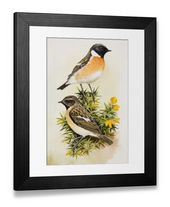 Framed Print : Stonechat (Saxicola rubicola), two birds sitting among flowers, side view Framed Print : Stonechat (Saxicola rubicola), two birds sitting among flowers, side view