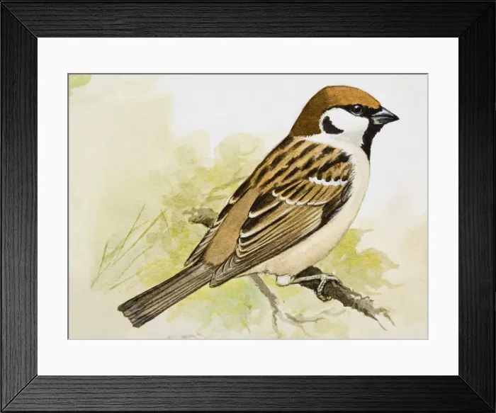 Framed Print : Tree sparrow (Passer montanus), perching on a branch, side view Framed Print : Tree sparrow (Passer montanus), perching on a branch, side view