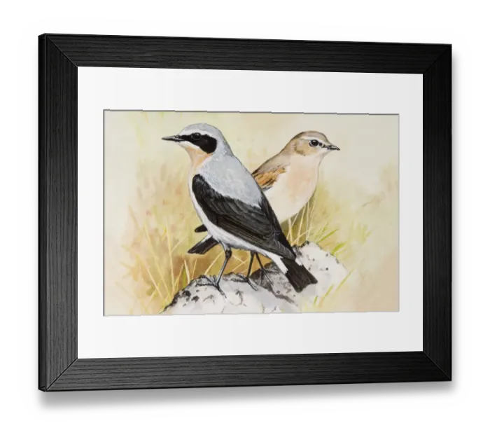 Framed Print : Wheatear (Oenanthe oenanthe), male and female, standing side by side, side view Framed Print : Wheatear (Oenanthe oenanthe), male and female, standing side by side, side view