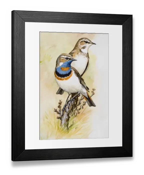 Framed Print : Bluethroat (Luscinia svecica), male and female, perching on a branch, looking away Framed Print : Bluethroat (Luscinia svecica), male and female, perching on a branch, looking away