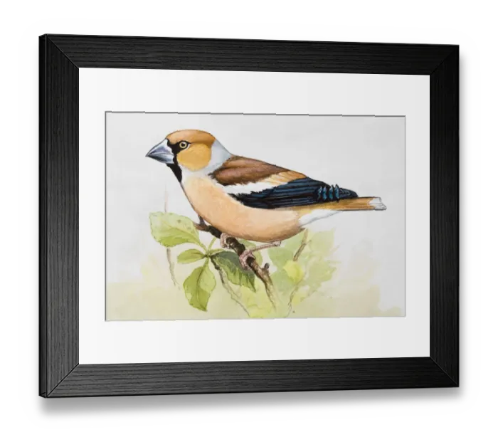 Framed Print : Hawfinch (Coccothraustes coccothraustes) perching on branch, side view