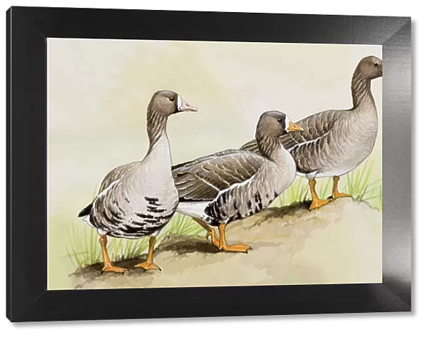 Three White-fronted geese (Anser albifrons), standing side by side