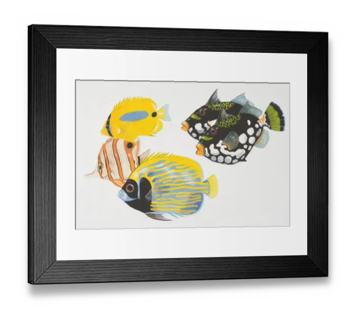 Framed Print : Illustration, two Clown Triggerfish (balistoides conspicillum), a Butterfly Fish (chaetodontidae), Copperband Butterfly Fish (chelmon rostratus) and Imperial Angelfish (pomacanthidae), side view Framed Print : Illustration, two Clown Triggerfish (balistoides conspicillum), a Butterfly Fish (chaetodontidae), Copperband Butterfly Fish (chelmon rostratus) and Imperial Angelfish (pomacanthidae), side view