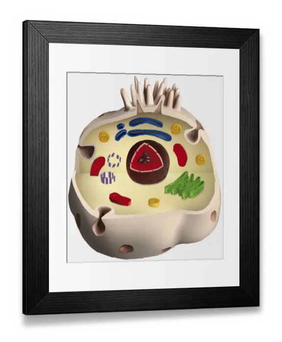 Framed Print : Structure of an animal cell, digital illustration Framed Print : Structure of an animal cell, digital illustration