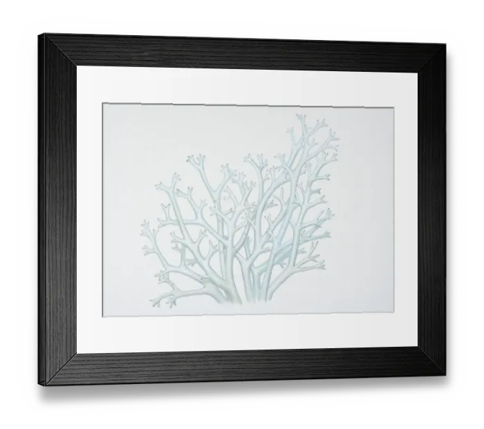 Framed Print : Illustration, cladina rangiferina, Reindeer Lichen Framed Print : Illustration, cladina rangiferina, Reindeer Lichen