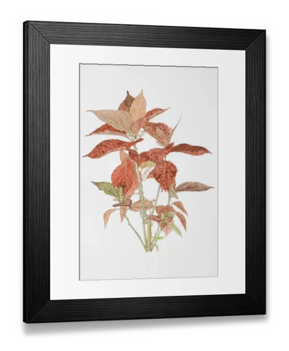 Framed Print : Illustration, Acalypha sp. red leaves of Acalypha plant Framed Print : Illustration, Acalypha sp. red leaves of Acalypha plant