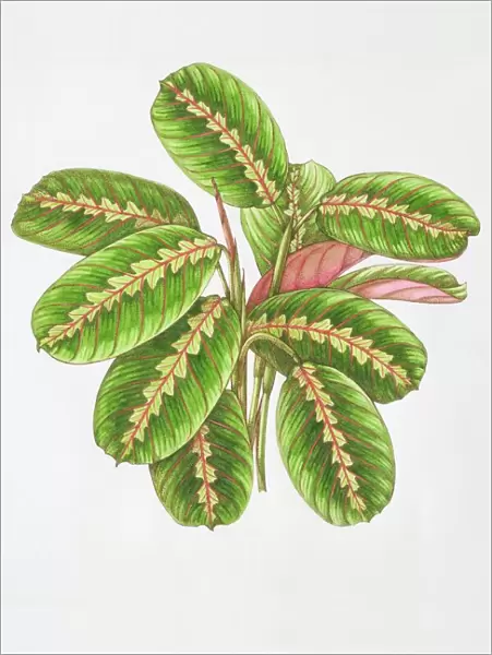 Illustration, Maranta leuconeura Erythroneura, Herringbone Plant, oblong green leaves veined with red
