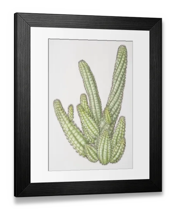 Framed Print : Illustration, Chamaecereus sylvestri, cluster of Peanut Cacti with cucumber-shaped stems Framed Print : Illustration, Chamaecereus sylvestri, cluster of Peanut Cacti with cucumber-shaped stems