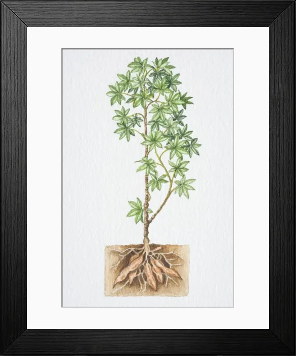 Framed Print : Illustration, shrub with green star shaped leaves, cross section view of roots in soil, side view