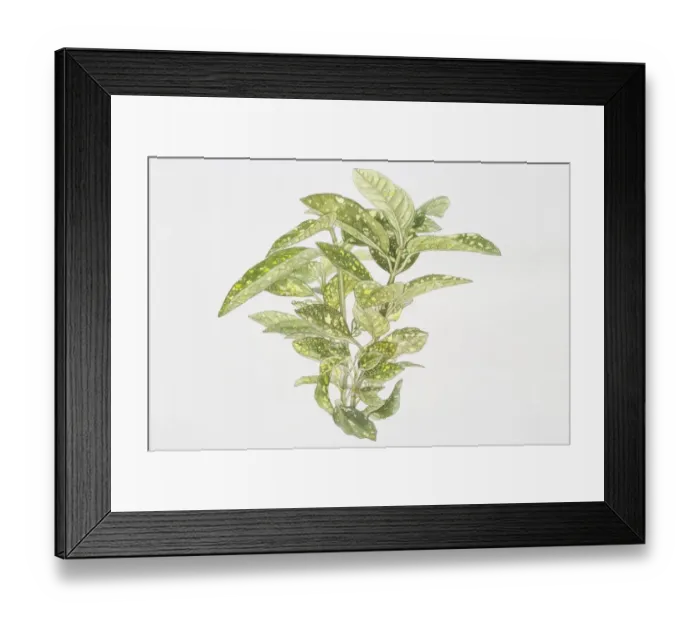 Framed Print : Illustration, Aucuba japonica Variegata, Spotted Laurel or Japanese Laurel, green yellow-spotted leaves Framed Print : Illustration, Aucuba japonica Variegata, Spotted Laurel or Japanese Laurel, green yellow-spotted leaves