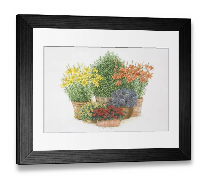 Framed Print : Illustration, colourful selection of flowering potted plants Framed Print : Illustration, colourful selection of flowering potted plants