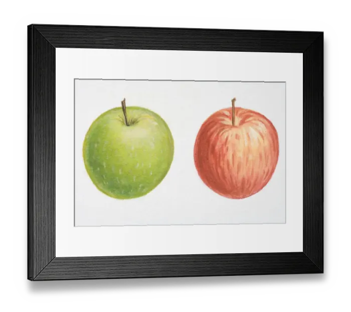 Framed Print : Illustration, Malus, red Apple and green Apple Framed Print : Illustration, Malus, red Apple and green Apple