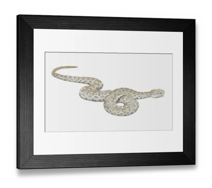 Framed Print : Illustration, slithering Lebetine Viper (Vipera lebetina), side view Framed Print : Illustration, slithering Lebetine Viper (Vipera lebetina), side view