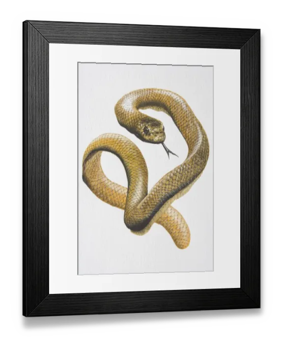 Framed Print : Illustration, Sea Snake (Hydrophiidae) curling and hissing