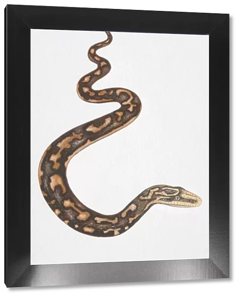 Illustration, slithering Carpet Python (morelia spilota)