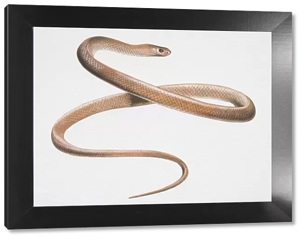 Illustration, Australian Brown Snake (pseudonaja) slithering, side view