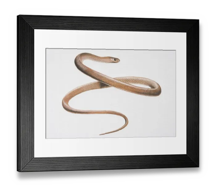Framed Print : Illustration, Australian Brown Snake (pseudonaja) slithering, side view Framed Print : Illustration, Australian Brown Snake (pseudonaja) slithering, side view