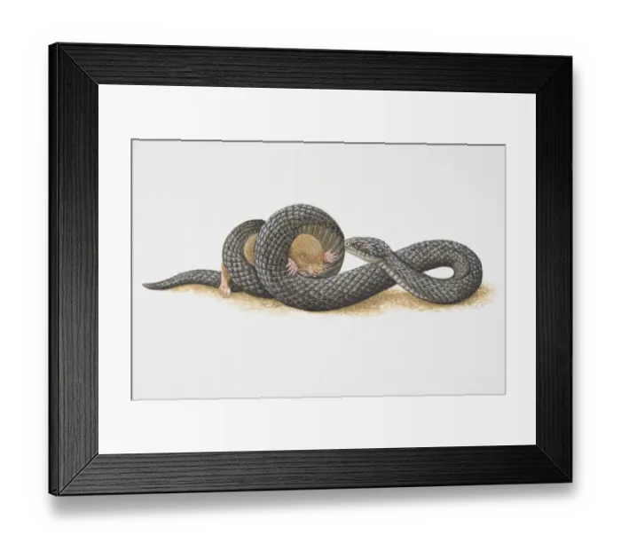 Framed Print : Illustration, African Mole Snake (Pseudaspis cana) coiling its body tightly around small rodent and trapping it, side view Framed Print : Illustration, African Mole Snake (Pseudaspis cana) coiling its body tightly around small rodent and trapping it, side view