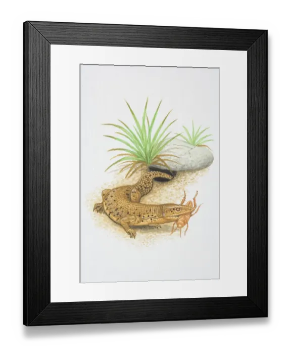 Framed Print : Illustration, Short-tailed Monitor (Varanus brevicauda), emerging from undergound-dwelling hole with insect in its jaws, side view Framed Print : Illustration, Short-tailed Monitor (Varanus brevicauda), emerging from undergound-dwelling hole with insect in its jaws, side view