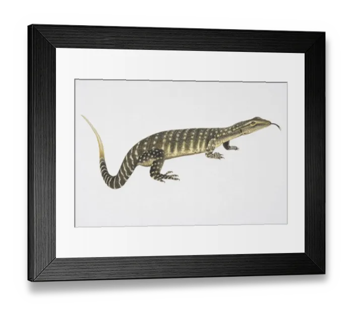 Framed Print : Illustration, Goulds Monitor or Sand Goanna (Varanus gouldii), side view Framed Print : Illustration, Goulds Monitor or Sand Goanna (Varanus gouldii), side view