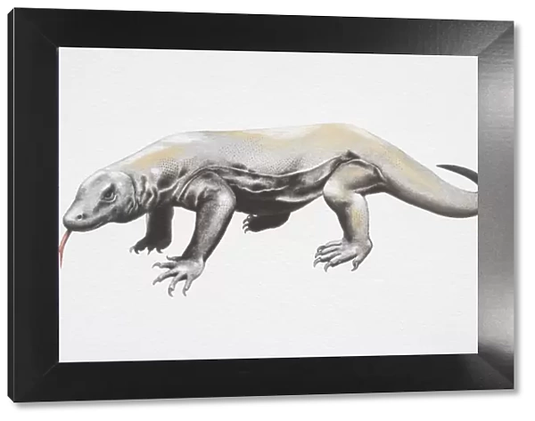 Illustration, Komodo Dragon (varanus komodoensis), side view