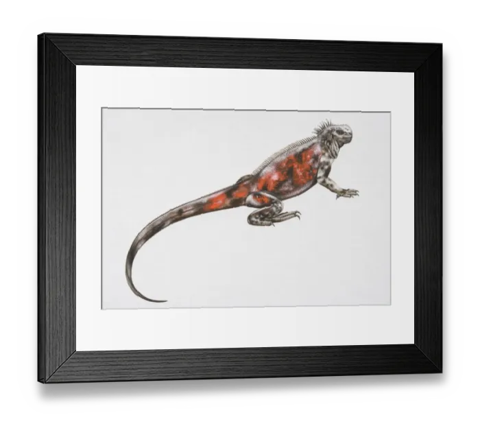 Framed Print : Illustration, Marine Iguana (amblyrhynchus cristatus), side view