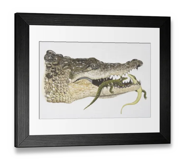Framed Print : Illustration, female Crocodile (crocodlylidae) carrying baby Crocodiles in her jaw, side view Framed Print : Illustration, female Crocodile (crocodlylidae) carrying baby Crocodiles in her jaw, side view