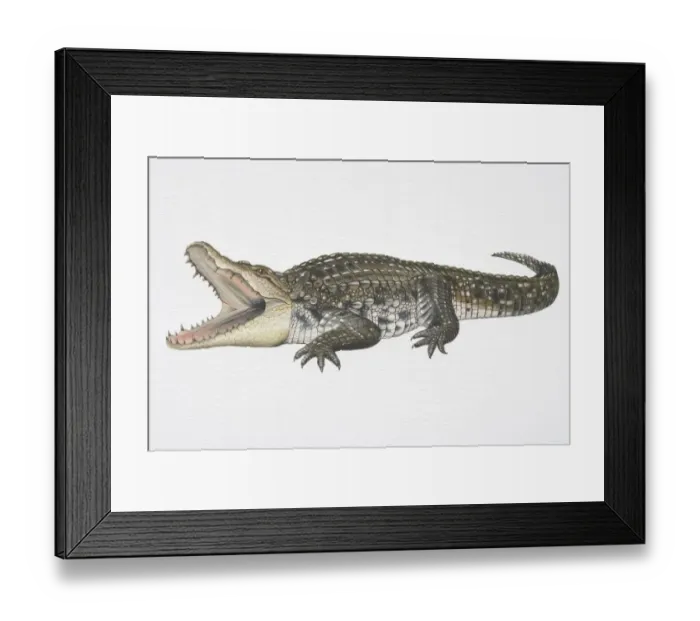 Framed Print : Illustration, Nile Crocodile (Crocodylus niloticus) with its jaws wide open, side view
