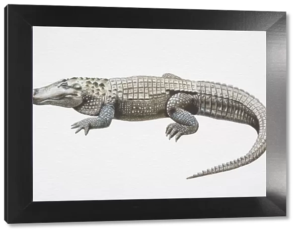 Illustration, American Alligator (Alligator mississippiensis) with slit-like eyes, side view