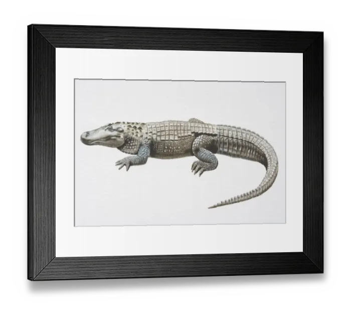 Framed Print : Illustration, American Alligator (Alligator mississippiensis) with slit-like eyes, side view
