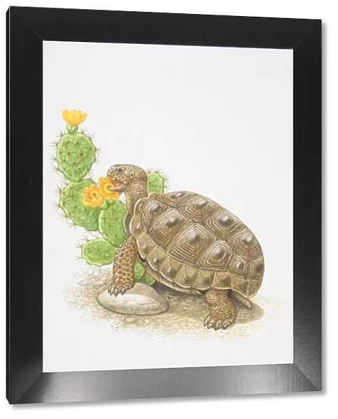 Illustration, Desert Tortoise (Gopherus agassizii) feeding on flowering cactus plant, side view