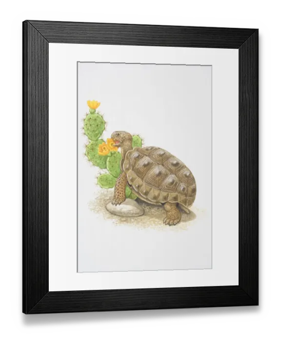 Framed Print : Illustration, Desert Tortoise (Gopherus agassizii) feeding on flowering cactus plant, side view