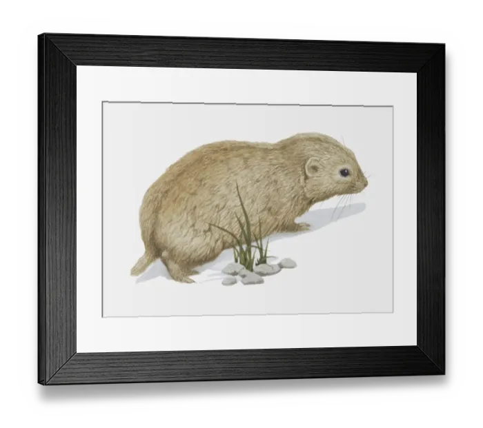 Framed Print : Illustration, brown Siberian Lemming (Lemmus sibiricus), side view Framed Print : Illustration, brown Siberian Lemming (Lemmus sibiricus), side view