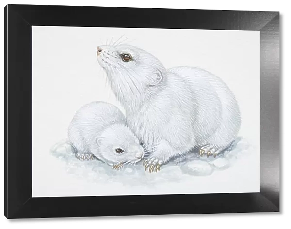 Illustration, white adult and baby Arctic Lemmings (Dicrostonyx torquatus), side view