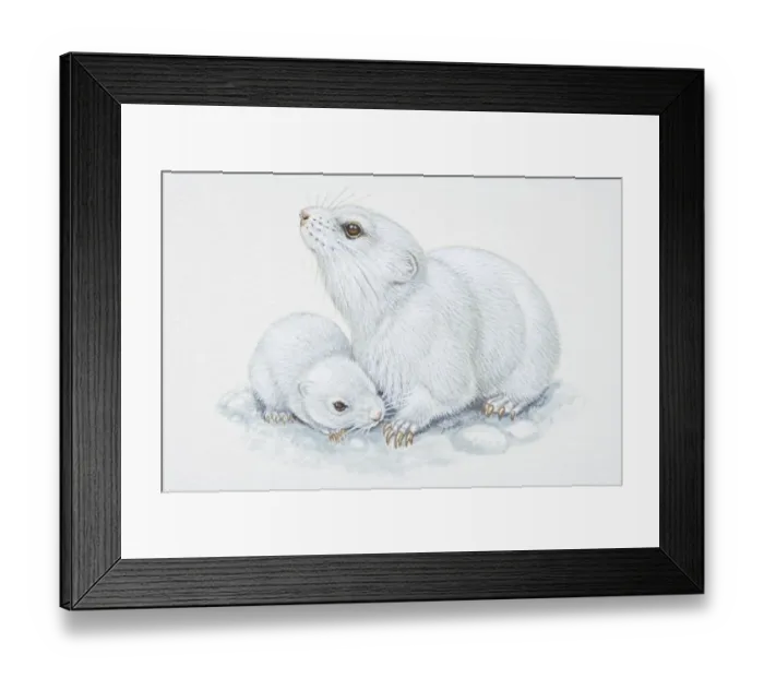 Framed Print : Illustration, white adult and baby Arctic Lemmings (Dicrostonyx torquatus), side view