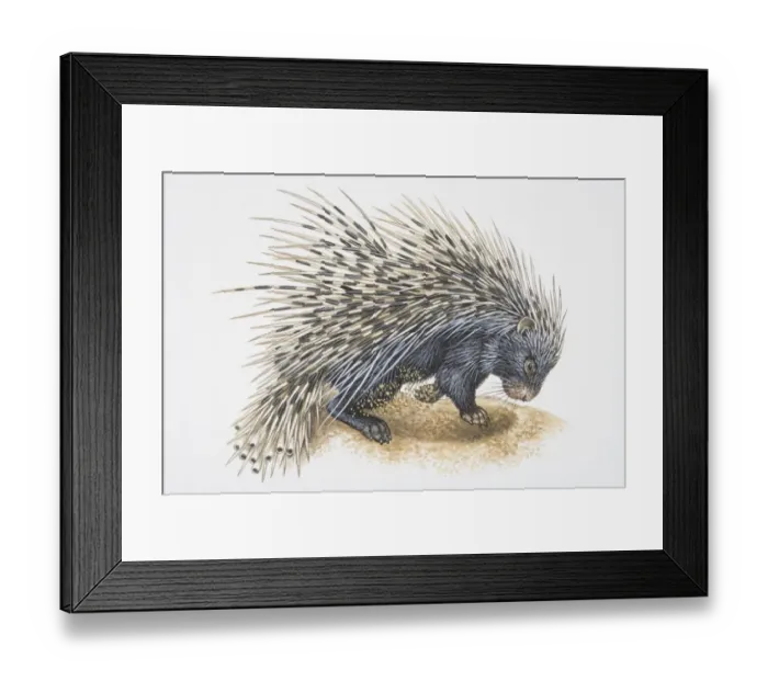 Framed Print : Illustration, Crested Porcupine (Hystrix cristata) digging in ground, side view Framed Print : Illustration, Crested Porcupine (Hystrix cristata) digging in ground, side view