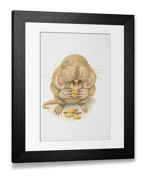 Framed Print : Illustration, Northern Pocket Gopher (Thomomys talpoides) nibbling on a grain, front view Framed Print : Illustration, Northern Pocket Gopher (Thomomys talpoides) nibbling on a grain, front view