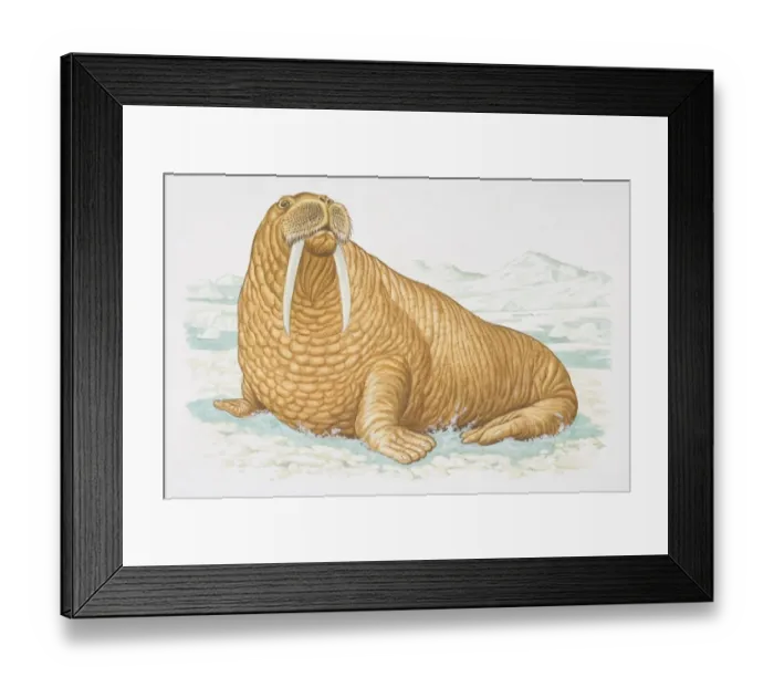 Framed Print : Illustration, Walrus (Odobenus rosmarus) sitting on icy surface, side view Framed Print : Illustration, Walrus (Odobenus rosmarus) sitting on icy surface, side view