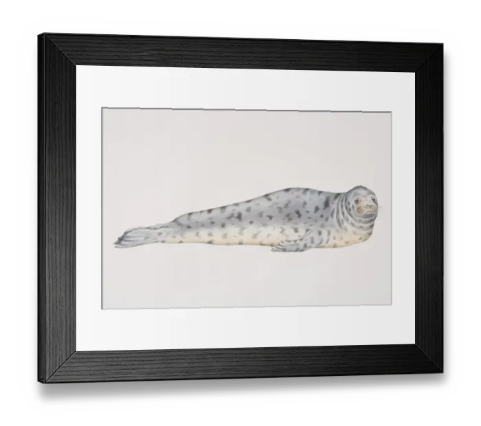 Framed Print : Illustration, Grey Seal (halichoerus grypus) lying on its front, side view Framed Print : Illustration, Grey Seal (halichoerus grypus) lying on its front, side view