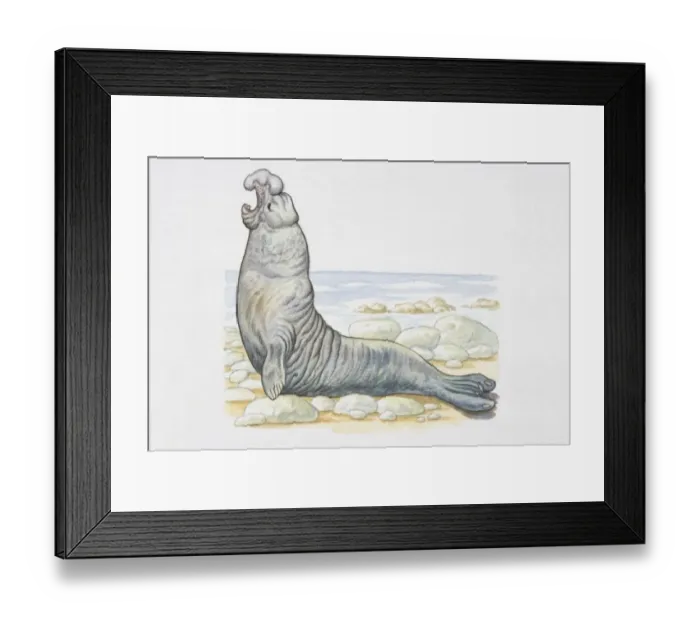 Framed Print : Illustration, male Southern Elephant Seal (Mirounga leonina) on rocky coast, raising its head and calling, side view Framed Print : Illustration, male Southern Elephant Seal (Mirounga leonina) on rocky coast, raising its head and calling, side view