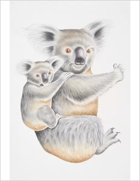 Illustration, female Koala (Phascolarctos cinereus) with baby clinging to its back, side view