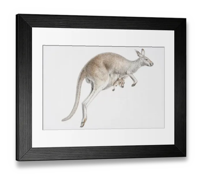 Framed Print : Illustration, skipping female Kangaroo (Macropus sp. ) with baby peeking out of its pouch, side view Framed Print : Illustration, skipping female Kangaroo (Macropus sp. ) with baby peeking out of its pouch, side view