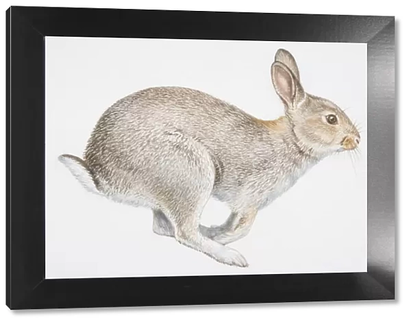 Illustration, sitting European Rabbit (Oryctolagus cuniculus), side view