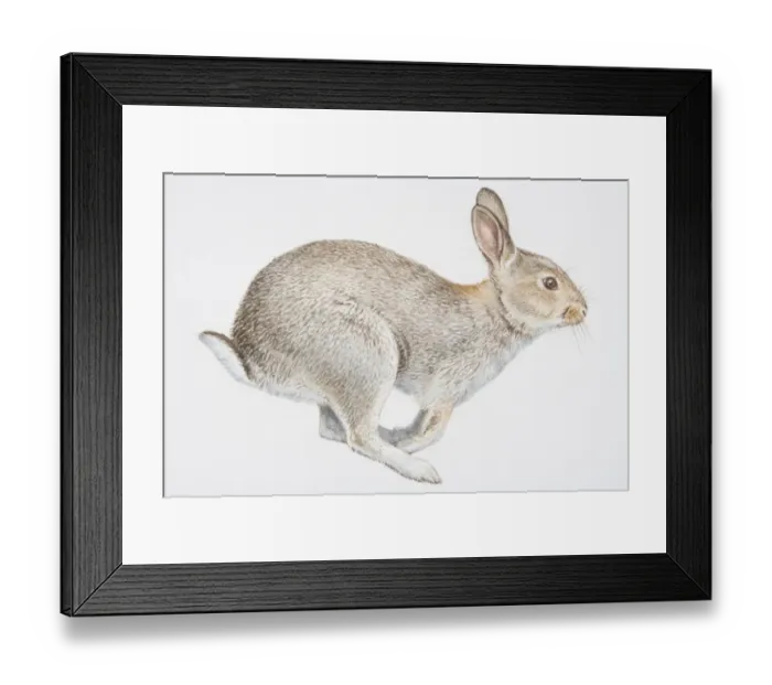 Framed Print : Illustration, sitting European Rabbit (Oryctolagus cuniculus), side view Framed Print : Illustration, sitting European Rabbit (Oryctolagus cuniculus), side view