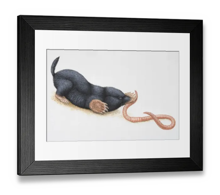 Framed Print : Illustration, crouching European Mole (Talpidae) catching earthworm in its mouth, side view Framed Print : Illustration, crouching European Mole (Talpidae) catching earthworm in its mouth, side view