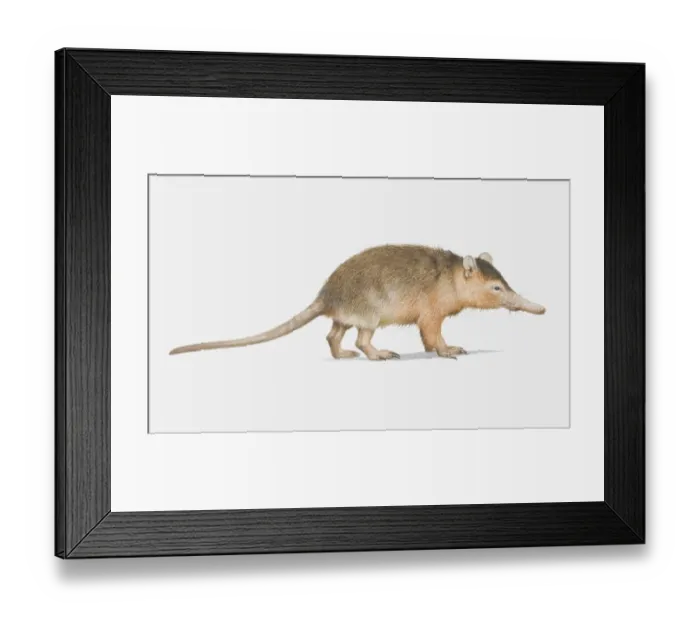 Framed Print : Illustration, Solenodon (Solenodon cubanus), side view