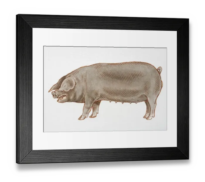 Framed Print : Illustration, black female Domestic Pig (sus sp. ), side view