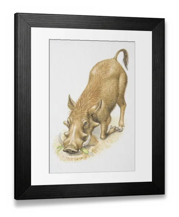 Framed Print : Illustration, Warthog (Phacochoerus africanus) kneeling with bent forelegs, eating root vegetable, front view Framed Print : Illustration, Warthog (Phacochoerus africanus) kneeling with bent forelegs, eating root vegetable, front view