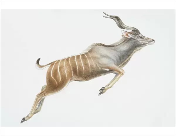 Illustration, leaping Nyala (Tragelaphus angasii), curly horns and vertical white stripes on back half of body, side view