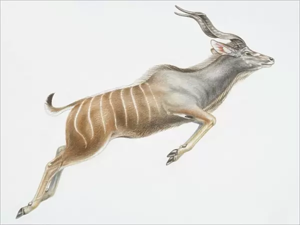 Illustration, leaping Nyala (Tragelaphus angasii), curly horns and vertical white stripes on back half of body, side view